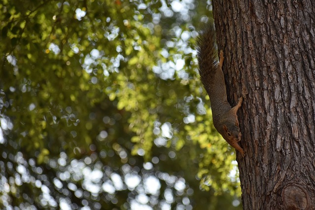 加成熟和强 加成熟和强